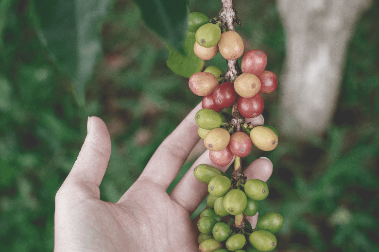 Green coffee beans growing on a coffee plant