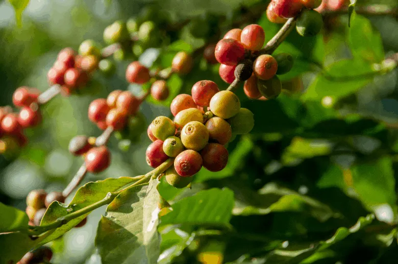 coffee cherries on tree