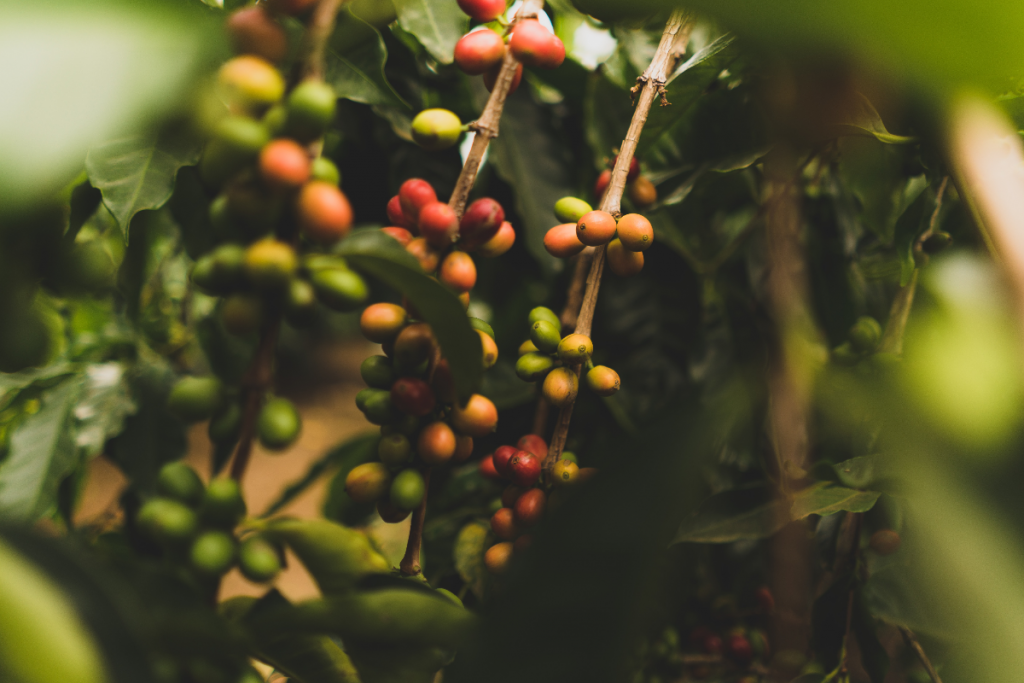 Photo showing coffee cherries at different stages of ripeness