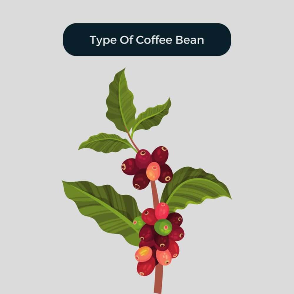 Type of Coffee Bean